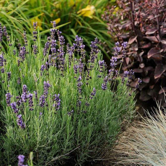 Hidcote Blue English Lavender