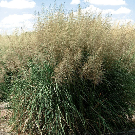 Windbreaker Giant Sacaton Grass