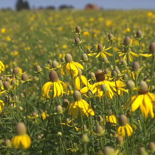 Dry Area Wildflower Seed Mix