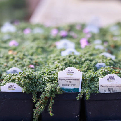  Elfin Creeping Thyme