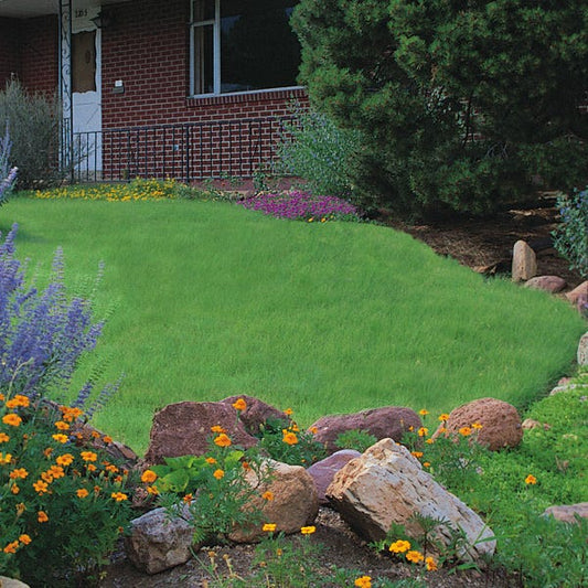  Legacy® Buffalo Grass Plugs