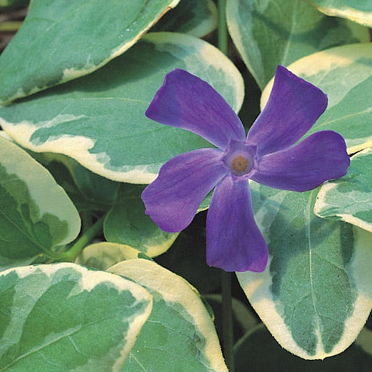  Big Leaf Vinca