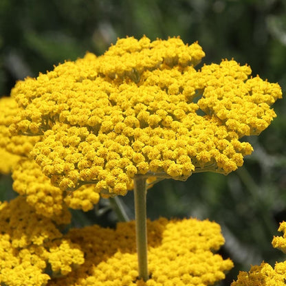  Coronation Gold Yarrow