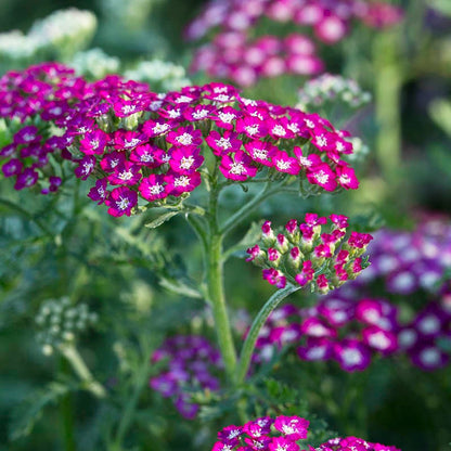  New Vintage™ Violet Yarrow