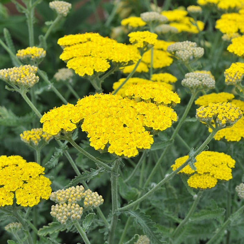  Moonshine Yarrow