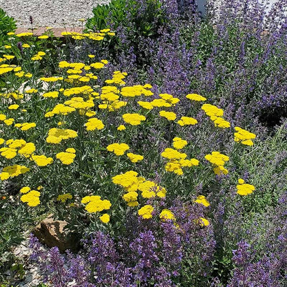  Moonshine Yarrow