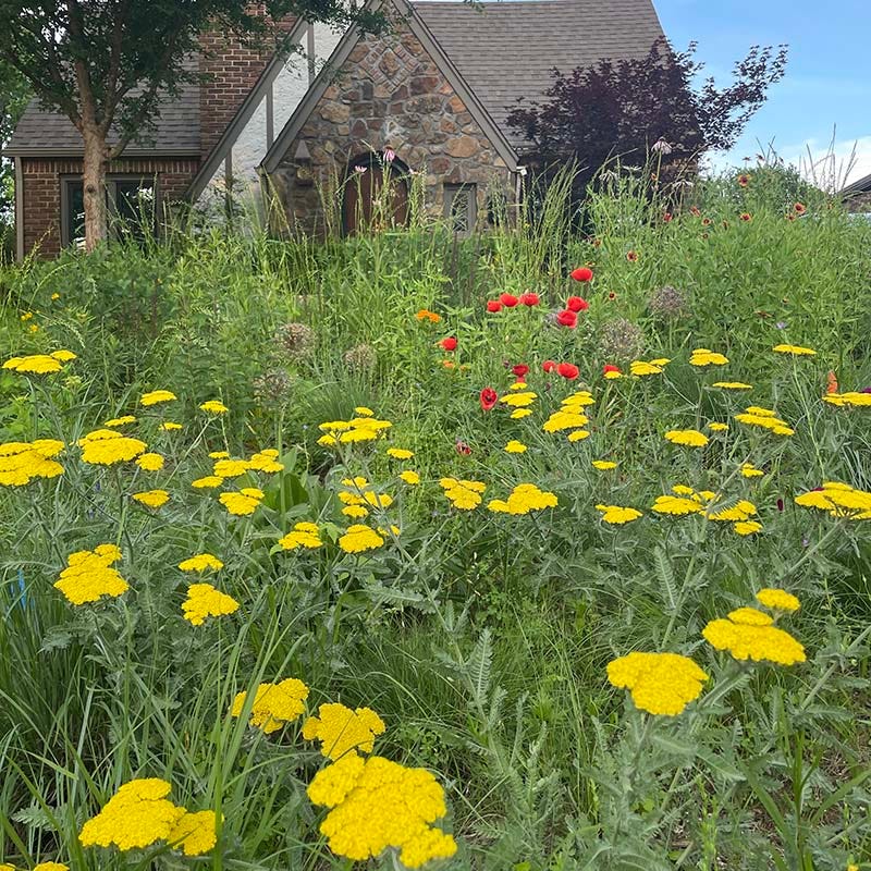  Moonshine Yarrow