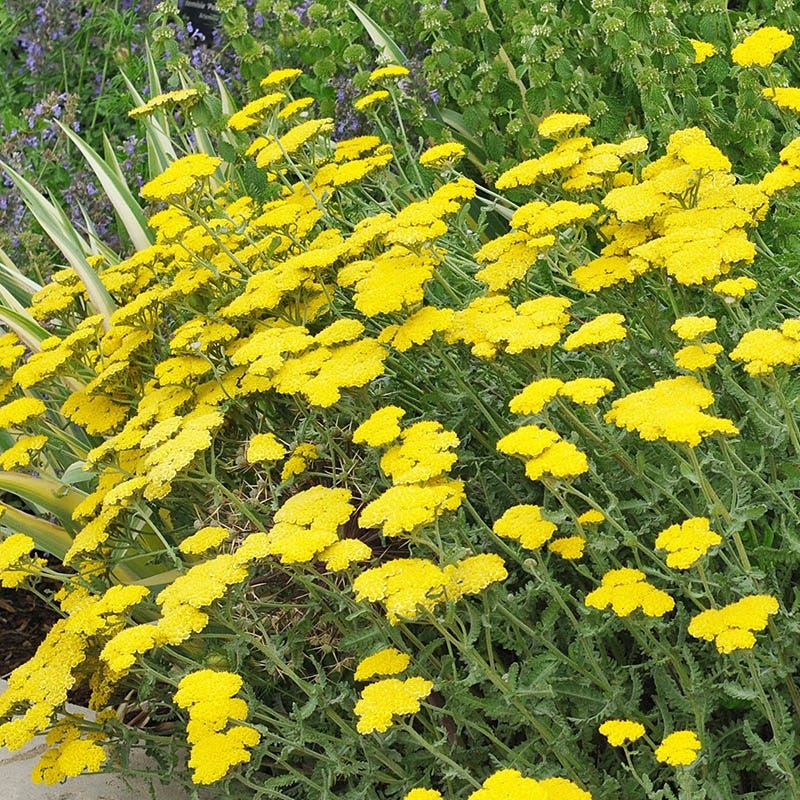  Summer Showstopper Pre-Planned Garden