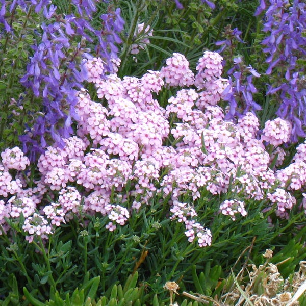 Fragrant Persian Stonecress (Aethionema)