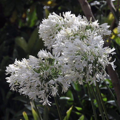  White Lily Of The Nile (Agapanthus)