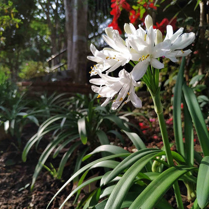  White Lily Of The Nile (Agapanthus)