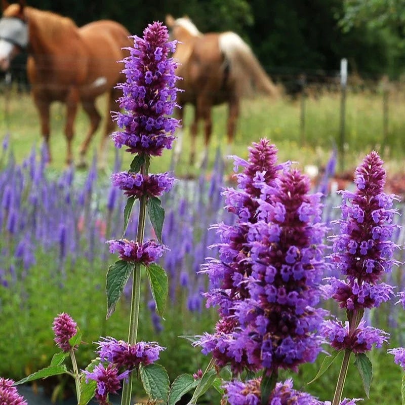  Agastache Collection