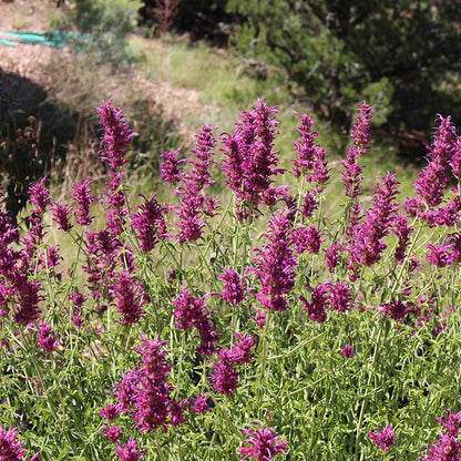  Agastache Cana