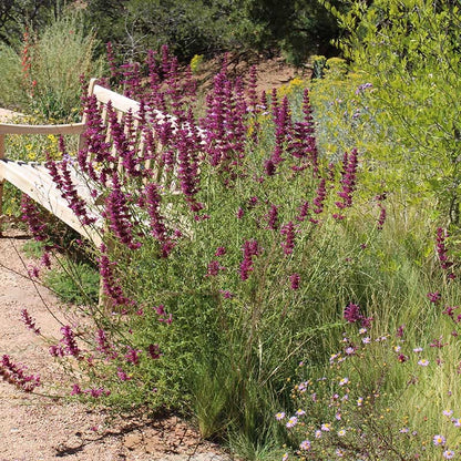  Agastache Cana