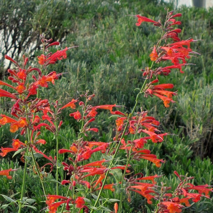 Coronado® Red Agastache