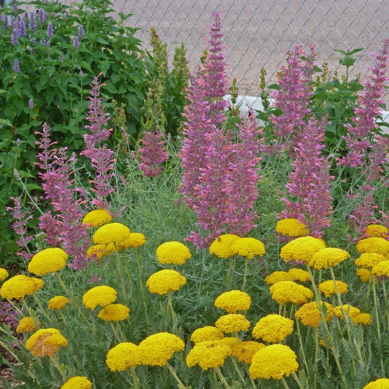  Desert Solstice Agastache