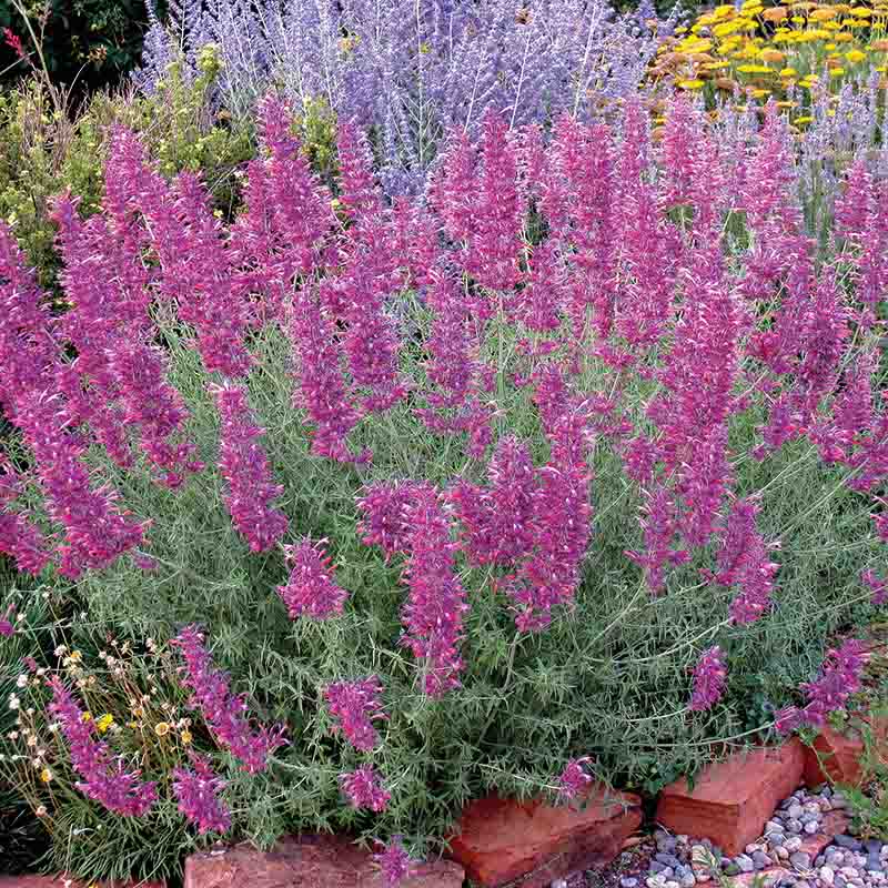 Desert Solstice Agastache