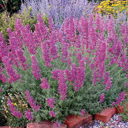  Desert Solstice Agastache