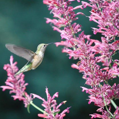  Desert Solstice Agastache