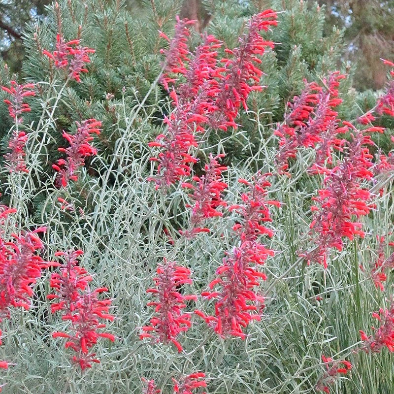  Summer Showstopper Pre-Planned Garden