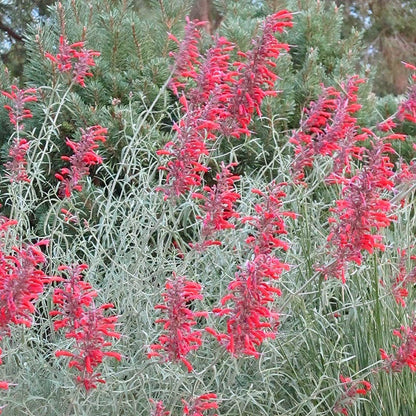  Summer Showstopper Pre-Planned Garden
