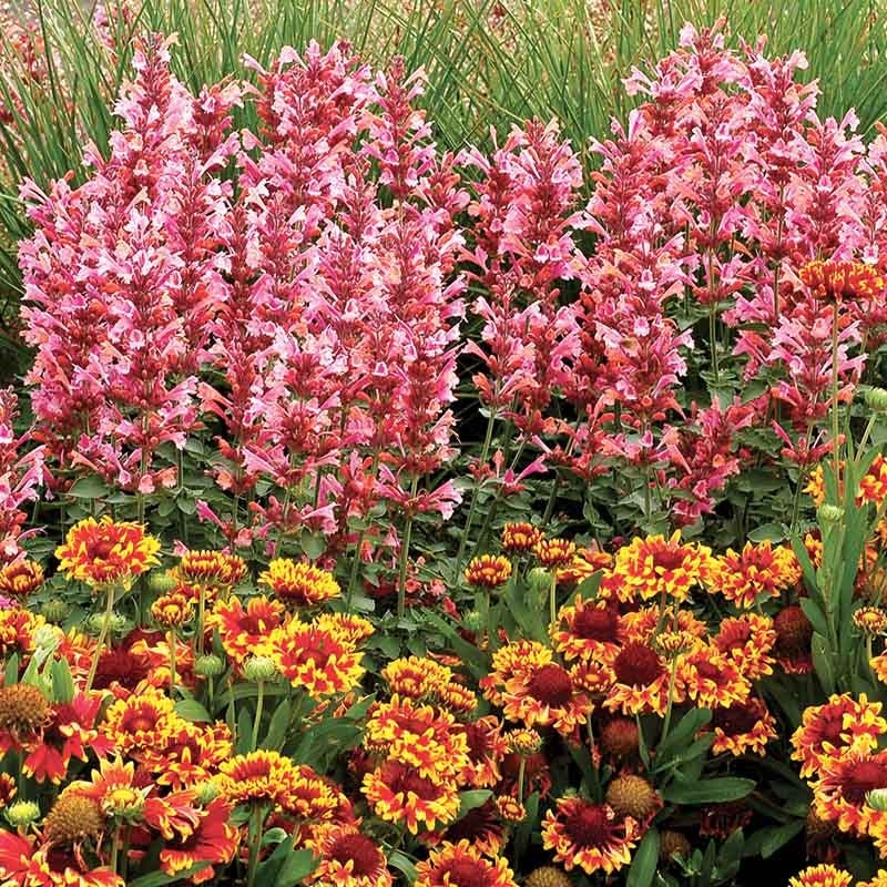  Kudos™ Ambrosia Agastache