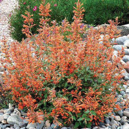  Kudos™ Mandarin Agastache