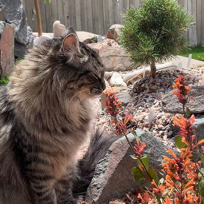  Kudos™ Mandarin Agastache