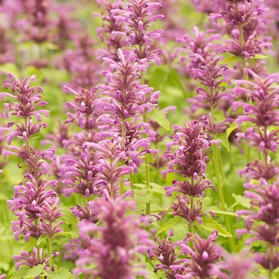  High Country Gardens Signature Collection