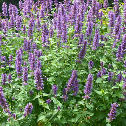  Blue Boa Agastache