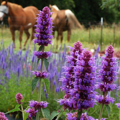  Blue Boa Agastache