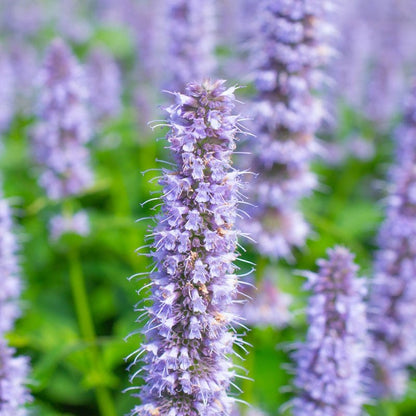  Blue Fortune Agastache