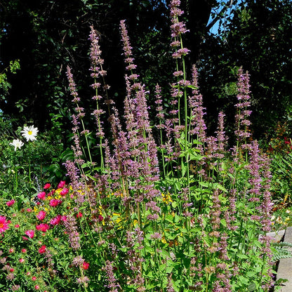  Agastache Neomexicana