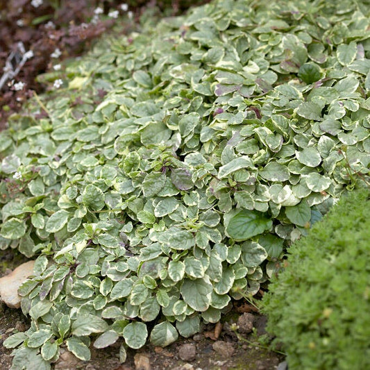  Silver Queen Ajuga
