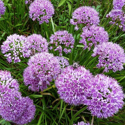  Allium Millenium