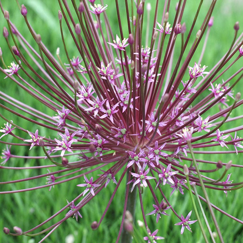  Stranger Than Fiction Flower Bulb Collection