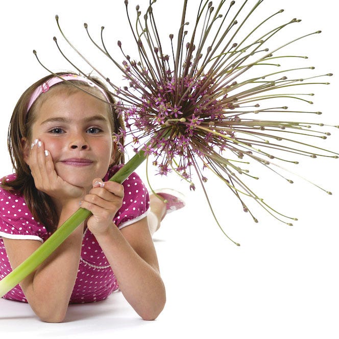  Schubert's Allium