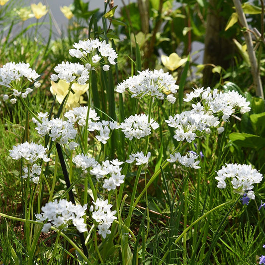  Allium Neapolitanum