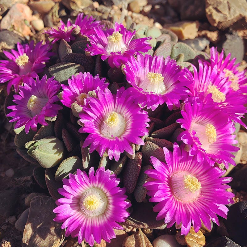  Hardy Living Stone (Aloinopsis)