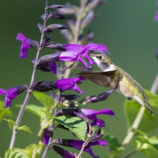  Amistad Salvia