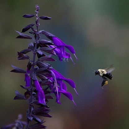  Amistad Salvia