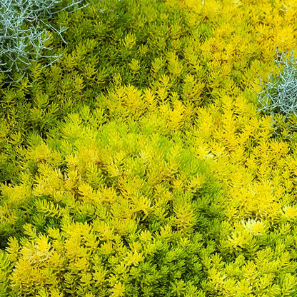  Angelina Sedum