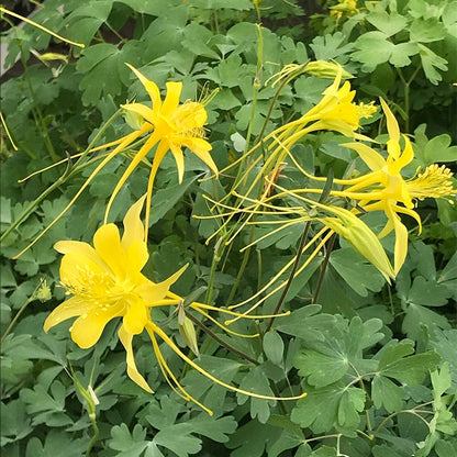  Swallowtail® Columbine