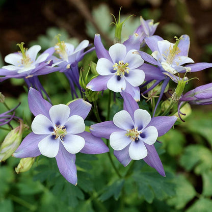  Rocky Mountain Columbine