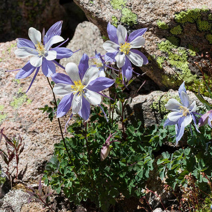  Rocky Mountain Columbine