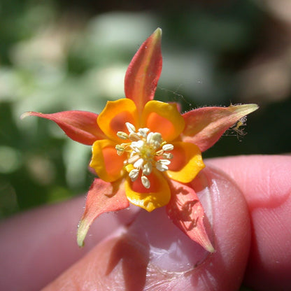  Arizona Columbine