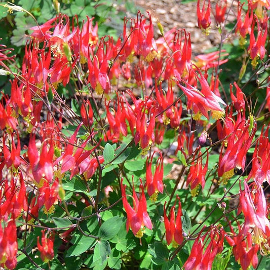  Little Lanterns Columbine