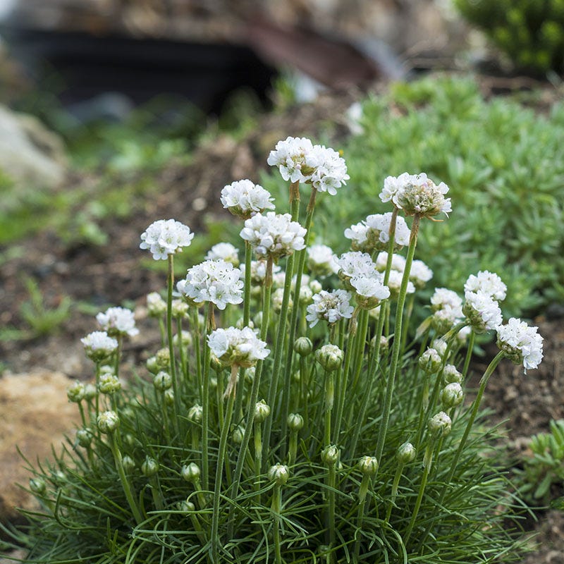  Morning Star White Armeria