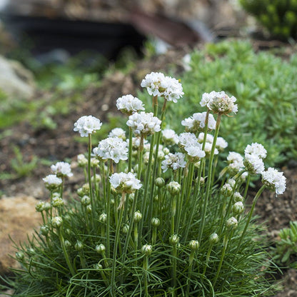  Morning Star White Armeria