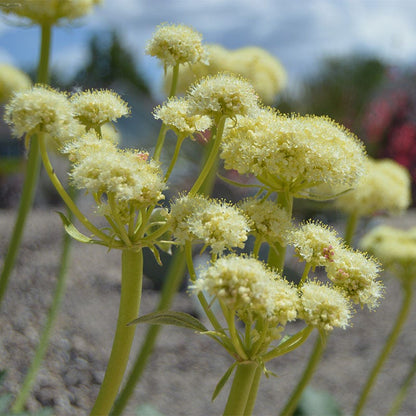  Arrowleaf Buckwheat
